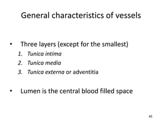 45
General characteristics of vessels
• Three layers (except for the smallest)
1. Tunica intima
2. Tunica media
3. Tunica externa or adventitia
• Lumen is the central blood filled space
 