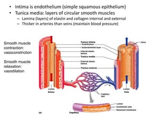 46
• Intima is endothelium (simple squamous epithelium)
• Tunica media: layers of circular smooth muscles
– Lamina (layers) of elastin and collagen internal and external
– Thicker in arteries than veins (maintain blood pressure)
Smooth muscle
contraction:
vasoconstriction
Smooth muscle
relaxation:
vasodilation
 