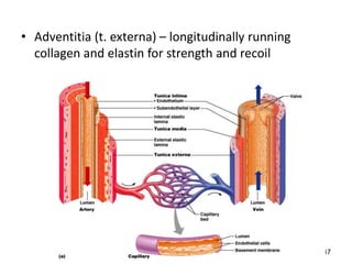 47
• Adventitia (t. externa) – longitudinally running
collagen and elastin for strength and recoil
 