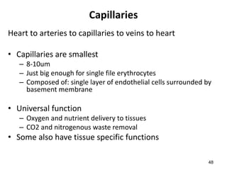 48
Capillaries
Heart to arteries to capillaries to veins to heart
• Capillaries are smallest
– 8-10um
– Just big enough for single file erythrocytes
– Composed of: single layer of endothelial cells surrounded by
basement membrane
• Universal function
– Oxygen and nutrient delivery to tissues
– CO2 and nitrogenous waste removal
• Some also have tissue specific functions
 