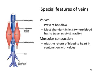 49
Special features of veins
• Valves
– Prevent backflow
– Most abundant in legs (where blood
has to travel against gravity)
• Muscular contraction
– Aids the return of blood to heart in
conjunction with valves
 