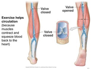 50
Exercise helps
circulation
(because
muscles
contract and
squeeze blood
back to the
heart)
 