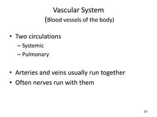 51
Vascular System
(Blood vessels of the body)
• Two circulations
– Systemic
– Pulmonary
• Arteries and veins usually run together
• Often nerves run with them
 