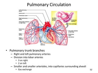 52
Pulmonary Circulation
• Pulmonary trunk branches
– Right and left pulmonary arteries
– Division into lobar arteries
• 3 on right
• 2 on left
– Smaller and smaller arterioles, into capillaries surrounding alveoli
• Gas exchange
 