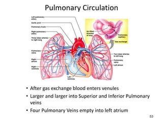 53
Pulmonary Circulation
• After gas exchange blood enters venules
• Larger and larger into Superior and Inferior Pulmonary
veins
• Four Pulmonary Veins empty into left atrium
 