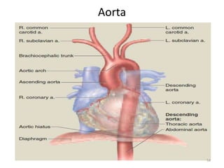 Aorta
54
 