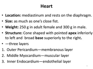 Heart
• Location: mediastinum and rests on the diaphragm.
• Size: as much as one’s close fist.
• Weight: 250 g in adult female and 300 g in male.
• Structure: Cone shaped with pointed apex inferiorly
to left and broad base superiorly to the right.
• —three layers
1. Outer Pericardium—membranous layer
2. Middle Myocardium—muscular layer
3. Inner Endocardium—endothelial layer
6
 