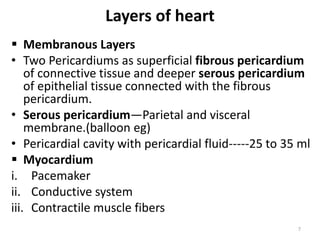 Layers of heart
 Membranous Layers
• Two Pericardiums as superficial fibrous pericardium
of connective tissue and deeper serous pericardium
of epithelial tissue connected with the fibrous
pericardium.
• Serous pericardium—Parietal and visceral
membrane.(balloon eg)
• Pericardial cavity with pericardial fluid-----25 to 35 ml
 Myocardium
i. Pacemaker
ii. Conductive system
iii. Contractile muscle fibers
7
 