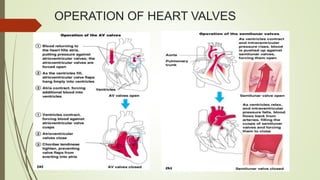 Valve Operation CARDIOVASCULAR SYSTEM 12.pptx
