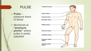 CARDIOVASCULAR SYSTEM 12.pptx