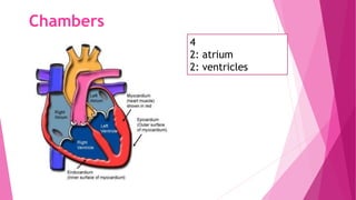 Chambers
4
2: atrium
2: ventricles
 