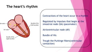 The heart’s rhythm
Contractions of the heart occur in a rhythm
Regulated by impulses that begin at the
sinoatrial node (SA) (pacemaker)
Atrioventricular node (AV)
Bundle of His
Trough the Purkinge fibers(ventricular
contaction)
 