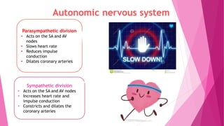 Parasympathetic division
• Acts on the SA and AV
nodes
• Slows heart rate
• Reduces impulse
conduction
• Dilates coronary arteries
Sympathetic división
• Acts on the SA and AV nodes
• Increases heart rate and
impulse conduction
• Constricts and dilates the
coronary arteries
Autonomic nervous system
 