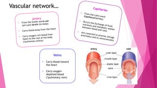 Vascular network…
Veins
• Carry blood toward
the heart
• Carry oxygen-
depleted blood
(*pulmonary vein)
 