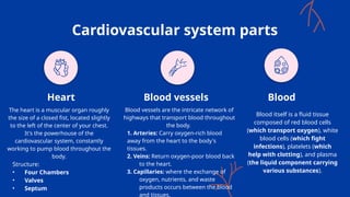 Cardiovascular system parts
The heart is a muscular organ roughly
the size of a closed fist, located slightly
to the left of the center of your chest.
It's the powerhouse of the
cardiovascular system, constantly
working to pump blood throughout the
body.
Structure:
• Four Chambers
• Valves
• Septum
Blood vessels are the intricate network of
highways that transport blood throughout
the body.
1. Arteries: Carry oxygen-rich blood
away from the heart to the body's
tissues.
2. Veins: Return oxygen-poor blood back
to the heart.
3. Capillaries: where the exchange of
oxygen, nutrients, and waste
products occurs between the blood
and tissues.
Blood itself is a fluid tissue
composed of red blood cells
(which transport oxygen), white
blood cells (which fight
infections), platelets (which
help with clotting), and plasma
(the liquid component carrying
various substances).
Heart Blood vessels Blood
 