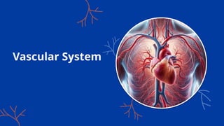 Vascular System
 