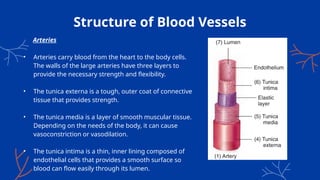 Structure of Blood Vessels
Arteries
• Arteries carry blood from the heart to the body cells.
The walls of the large arteries have three layers to
provide the necessary strength and flexibility.
• The tunica externa is a tough, outer coat of connective
tissue that provides strength.
• The tunica media is a layer of smooth muscular tissue.
Depending on the needs of the body, it can cause
vasoconstriction or vasodilation.
• The tunica intima is a thin, inner lining composed of
endothelial cells that provides a smooth surface so
blood can flow easily through its lumen.
 