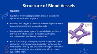 Structure of Blood Vessels
Capillaries
• Capillaries are microscopic vessels that join the arterial
system with the venous system.
• Nutrients and oxygen in the blood are exchanged for waste
products formed by the surrounding cells.
• Composed of a single layer of endothelial cells and hence
are very thin which enables the exchange of water,
macromolecules, metabolites, and wastes.
• Blood flow through the capillary system is regulated by the
contraction of smooth muscle precapillary sphincters that
lead into the capillary bed. Once the exchange of products is
complete, blood enters the venous system for its return
cycle to the heart.
 