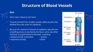 Structure of Blood Vessels
Veins
• Veins return blood to the heart.
• They are formed from smaller vessels called venules that
develop from the union of capillaries.
• Because the extensive network of capillaries absorbs the
propelling pressure exerted by the heart, veins use other
methods to propel blood to the heart, including:
• skeletal muscle contraction • gravity
• respiratory activity • valves
 