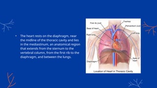 • The heart rests on the diaphragm, near
the midline of the thoracic cavity and lies
in the mediastinum, an anatomical region
that extends from the sternum to the
vertebral column, from the first rib to the
diaphragm, and between the lungs.
 
