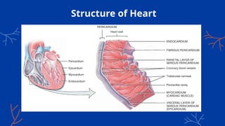 Structure of Heart
 