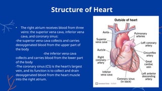 Structure of Heart
• The right atrium receives blood from three
veins: the superior vena cava, inferior vena
cava, and coronary sinus:
-the superior vena cava collects and carries
deoxygenated blood from the upper part of
the body
-the inferior vena cava
collects and carries blood from the lower part
of the body
-The coronary sinus (CS) is the heart's largest
vein, and its function is to collect and drain
deoxygenated blood from the heart muscle
into the right atrium.
 