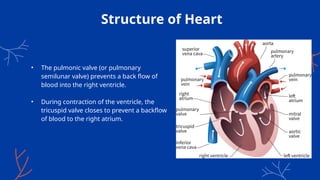 Structure of Heart
• The pulmonic valve (or pulmonary
semilunar valve) prevents a back flow of
blood into the right ventricle.
• During contraction of the ventricle, the
tricuspid valve closes to prevent a backflow
of blood to the right atrium.
 
