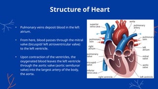 Structure of Heart
• Pulmonary veins deposit blood in the left
atrium.
• From here, blood passes through the mitral
valve (bicuspid/ left atrioventricular valve)
to the left ventricle.
• Upon contraction of the ventricles, the
oxygenated blood leaves the left ventricle
through the aortic valve (aortic semilunar
valve) into the largest artery of the body,
the aorta.
 