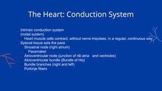 The Heart: Conduction System
• Intrinsic conduction system
(nodal system)
• Heart muscle cells contract, without nerve impulses, in a regular, continuous way
• Special tissue sets the pace
• Sinoatrial node (right atrium)
• Pacemaker
• Atrioventricular node (junction of r&l atria and ventricles)
• Atrioventricular bundle (Bundle of His)
• Bundle branches (right and left)
• Purkinje fibers
 