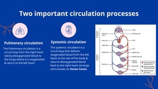 Two important circulation processes
The systemic circulation is a
circuit loop that delivers
oxygenated blood from the left
heart to the rest of the body &
returns deoxygenated blood
back to the right heart via large
veins known as Venae Cavae.
The Pulmonary circulation is a
circuit loop from the right heart
taking deoxygenated blood to
the lungs where it is oxygenated
& return to the left heart.
Pulmonary circulation Systemic circulation
 