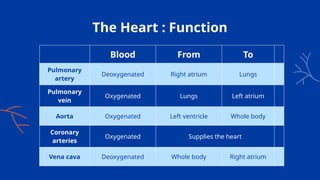 The Heart : Function
Blood From To
Pulmonary
artery
Deoxygenated Right atrium Lungs
Pulmonary
vein
Oxygenated Lungs Left atrium
Aorta Oxygenated Left ventricle Whole body
Coronary
arteries
Oxygenated Supplies the heart
Vena cava Deoxygenated Whole body Right atrium
 