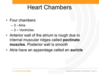 Pectinate Ridges Cardiovascular system 2013 | PPTX