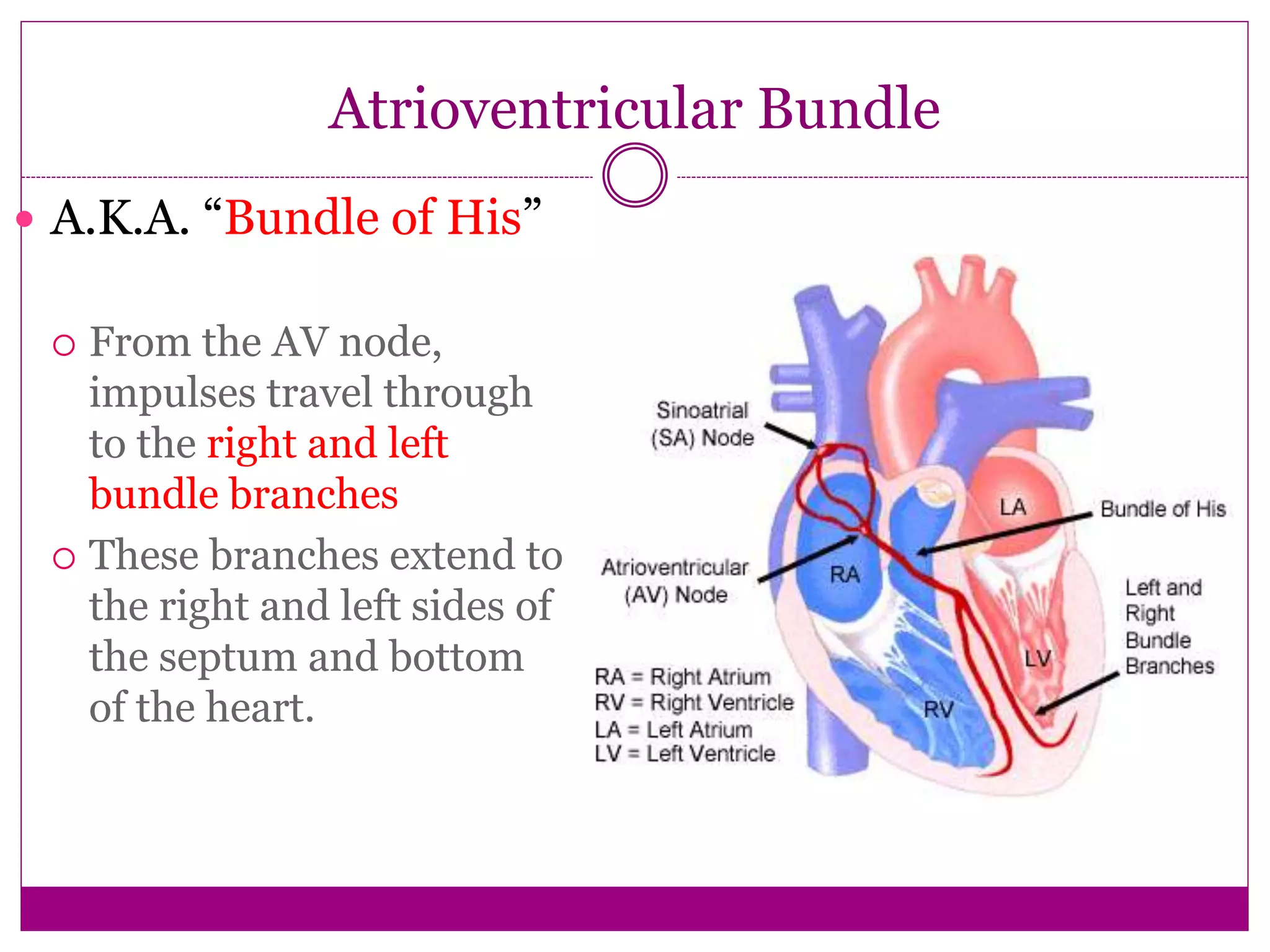 Cardiovascular system 2k23.pptx