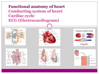 Cardiovascular system 2k23.pptx