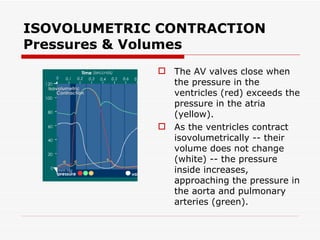 ISOVOLUMETRIC CONTRACTION Pressures & Volumes The AV valves close when the pressure in the ventricles (red) exceeds the pressure in the atria (yellow).  As the ventricles contract isovolumetrically -- their volume does not change (white) -- the pressure inside increases, approaching the pressure in the aorta and pulmonary arteries (green).  