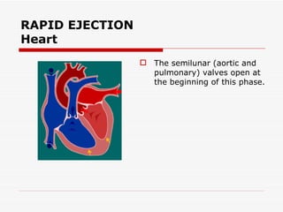 RAPID EJECTION Heart The semilunar (aortic and pulmonary) valves open at the beginning of this phase.  