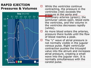 RAPID EJECTION Pressures & Volumes While the ventricles continue contracting, the pressure in the ventricles (red) exceeds the pressure in the aorta and pulmonary arteries (green); the semilunar valves open, blood exits the ventricles, and the volume in the ventricles decreases rapidly (white). As more blood enters the arteries, pressure there builds until the flow of blood reaches a peak. The "c" wave of atrial pressure is not normally visible in the jugular venous pulse. Right ventricular contraction pushes the tricuspid valve into the atrium and increases atrial pressure, creating a small wave into the jugular vein. It is normally simultaneous with the carotid pulse.  