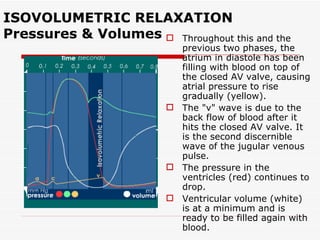 ISOVOLUMETRIC RELAXATION Pressures & Volumes Throughout this and the previous two phases, the atrium in diastole has been filling with blood on top of the closed AV valve, causing atrial pressure to rise gradually (yellow). The "v" wave is due to the back flow of blood after it hits the closed AV valve. It is the second discernible wave of the jugular venous pulse. The pressure in the ventricles (red) continues to drop.  Ventricular volume (white) is at a minimum and is ready to be filled again with blood.  