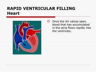 RAPID VENTRICULAR FILLING Heart Once the AV valves open, blood that has accumulated in the atria flows rapidly into the ventricles.  