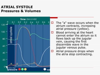 ATRIAL SYSTOLE Pressures & Volumes The "a" wave occurs when the atrium contracts, increasing atrial pressure (yellow).  Blood arriving at the heart cannot enter the atrium so it flows back up the jugular vein, causing the first discernible wave in the jugular venous pulse.  Atrial pressure drops when the atria stop contracting.  