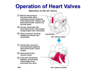 Valve Operation Cardio vascular system Anatomy and physiology | PPTX