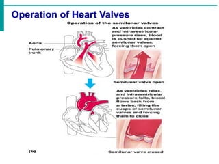Valve Operation Cardio vascular system Anatomy and physiology | PPTX
