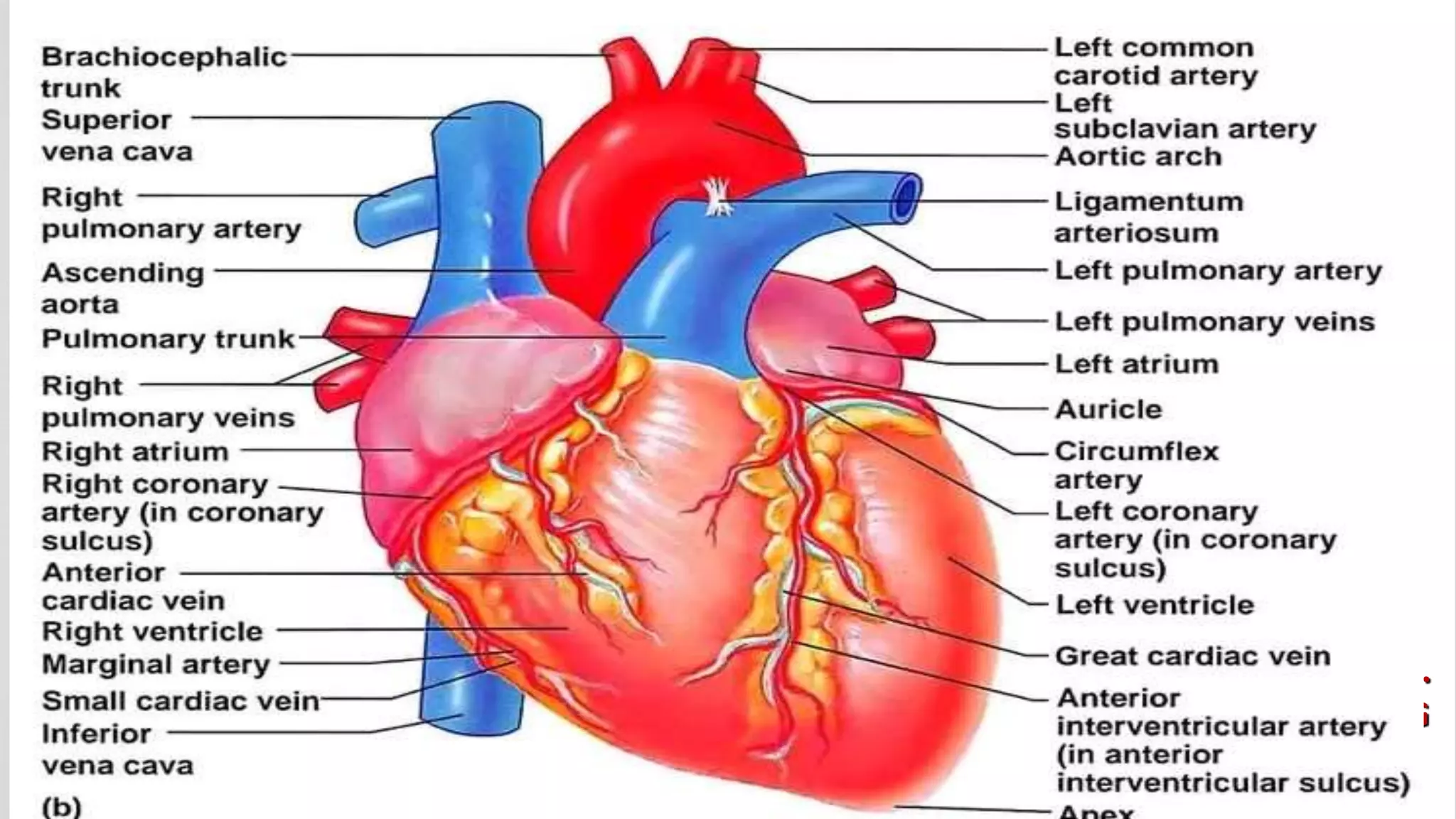 Cardiovascular Components CARDIO VASCULAR SYSTEM ANATOMY AND PHYSIOLOGY SLIDESHARE | PPT