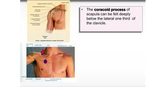 Cardiovascular system and Upper Limb Anatomy.pptx