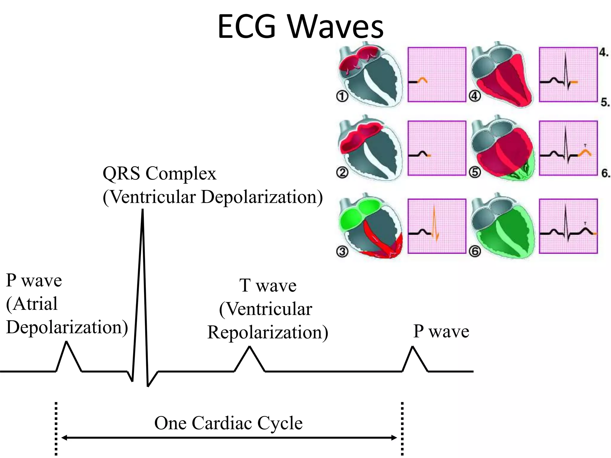 ECG Waves
P wave
(Atrial
Depolarization)
QRS Complex
(Ventricular Depolarization)
T wave
(Ventricular
Repolarization) P wave
One Cardiac Cycle
 
