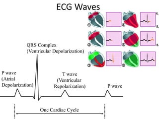 ECG Waves
P wave
(Atrial
Depolarization)
QRS Complex
(Ventricular Depolarization)
T wave
(Ventricular
Repolarization) P wave
One Cardiac Cycle
 