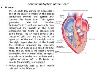 Conduction System of the Heart
• SA node:
– The SA node (SA stands for sinoatrial) is
one of the major elements in the cardiac
conduction system, the system that
controls the heart rate. This system
generates electrical impulses
(autorhythmic tissue). and conducts them
throughout the muscle of the heart,
stimulating the heart to contract and
pump blood. The SA node consists of a
cluster of cells that are situated in the
upper part of the wall of the right atrium
(the right upper chamber of the heart).
The electrical impulses are generated
there. The SA node is also called the sinus
node. The SA node is the heart's natural
pacemaker. The SA node "fires" at regular
intervals to cause the heart to beat with a
rhythm of about 60 to 70 beats per
minute for a healthy, resting heart .
– Action potentials pass to atrial muscle
cells and to the AV node
 