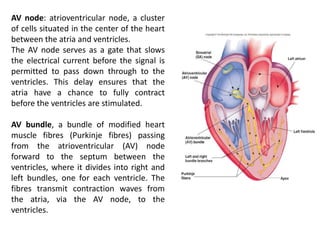 AV node: atrioventricular node, a cluster
of cells situated in the center of the heart
between the atria and ventricles.
The AV node serves as a gate that slows
the electrical current before the signal is
permitted to pass down through to the
ventricles. This delay ensures that the
atria have a chance to fully contract
before the ventricles are stimulated.
AV bundle, a bundle of modified heart
muscle fibres (Purkinje fibres) passing
from the atrioventricular (AV) node
forward to the septum between the
ventricles, where it divides into right and
left bundles, one for each ventricle. The
fibres transmit contraction waves from
the atria, via the AV node, to the
ventricles.
 