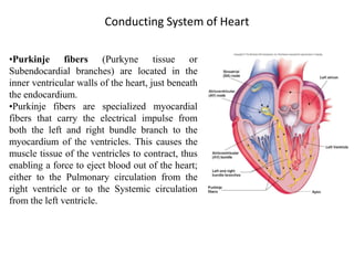 Conducting System of Heart
•Purkinje fibers (Purkyne tissue or
Subendocardial branches) are located in the
inner ventricular walls of the heart, just beneath
the endocardium.
•Purkinje fibers are specialized myocardial
fibers that carry the electrical impulse from
both the left and right bundle branch to the
myocardium of the ventricles. This causes the
muscle tissue of the ventricles to contract, thus
enabling a force to eject blood out of the heart;
either to the Pulmonary circulation from the
right ventricle or to the Systemic circulation
from the left ventricle.
 