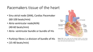 Cardiovascular system I.pptx
